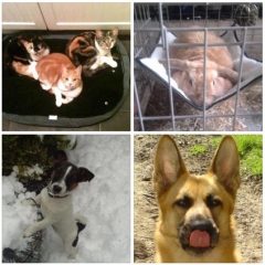 Freebie Finders' Pet Corner